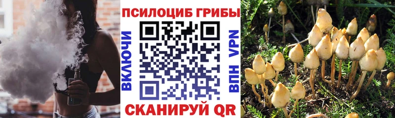 где найти наркотики  Камбарка  Псилоцибиновые грибы Psilocybine cubensis 
